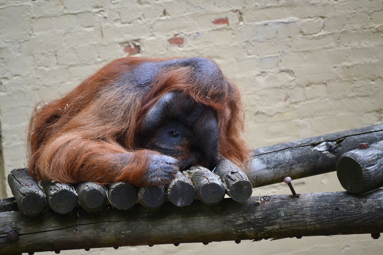 Bornean Orangutan - June 2016