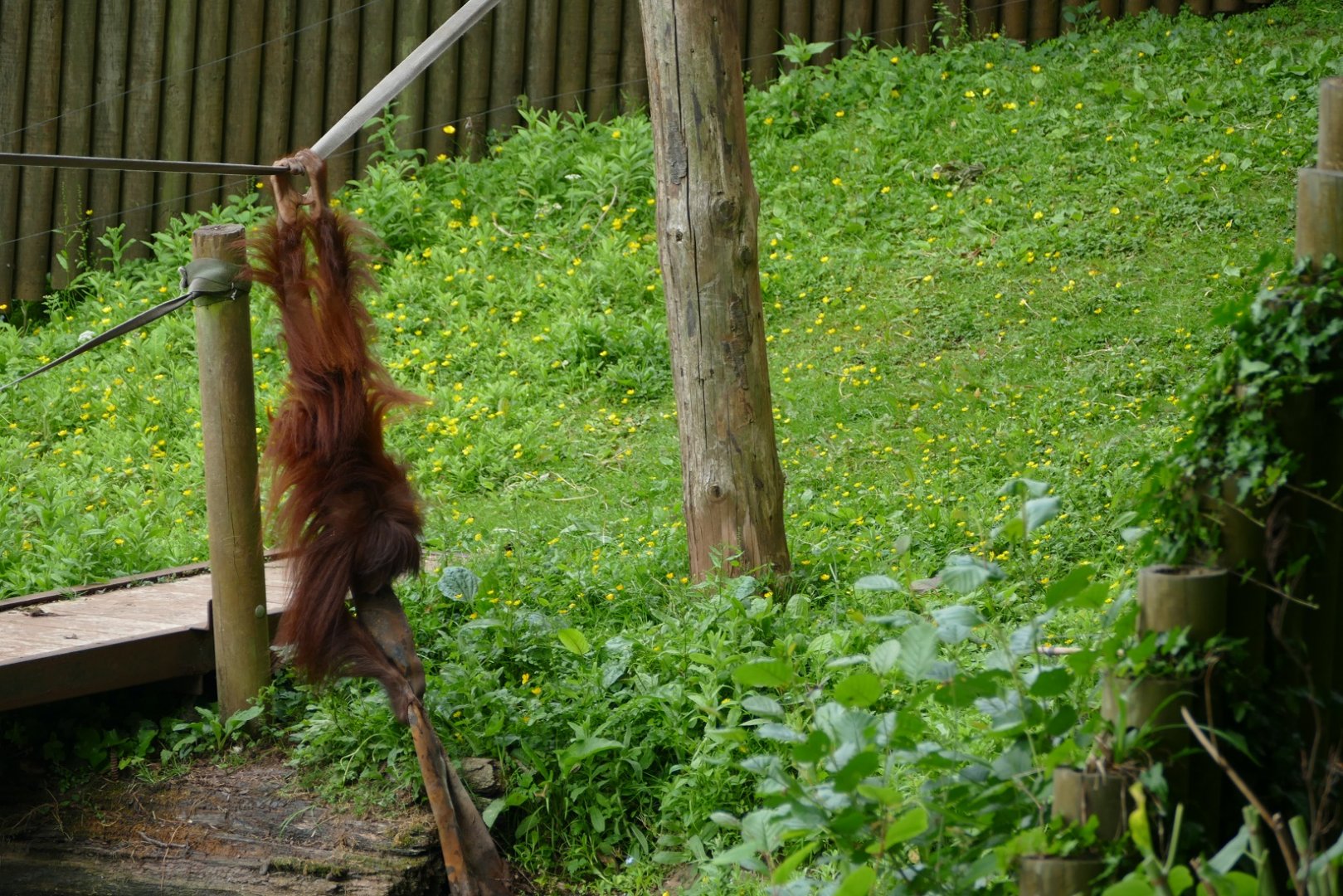 Bornean orangutan, June 2018