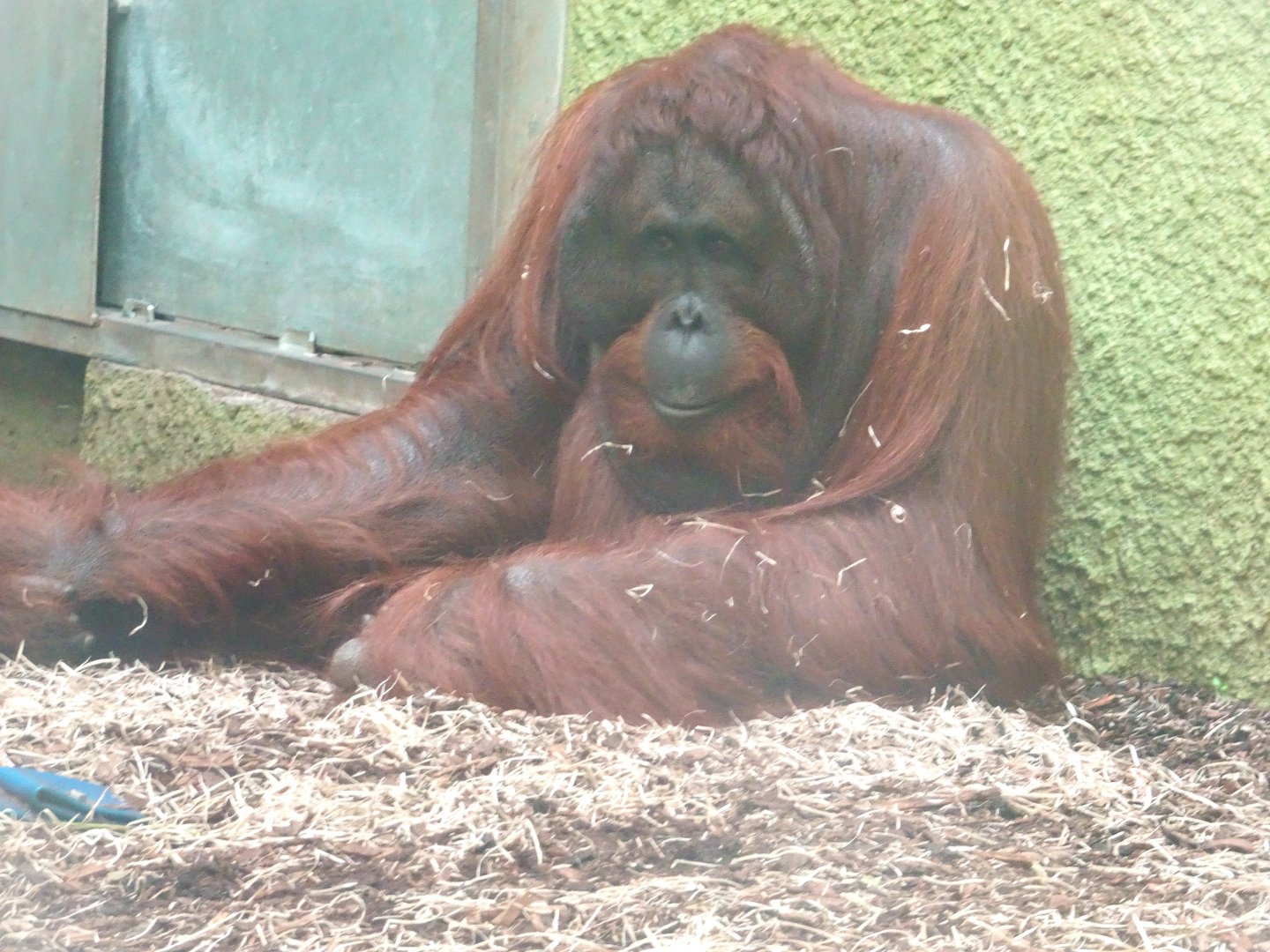 Bornean orangutan Kawan  Blackpool Zoo 13 July 2025