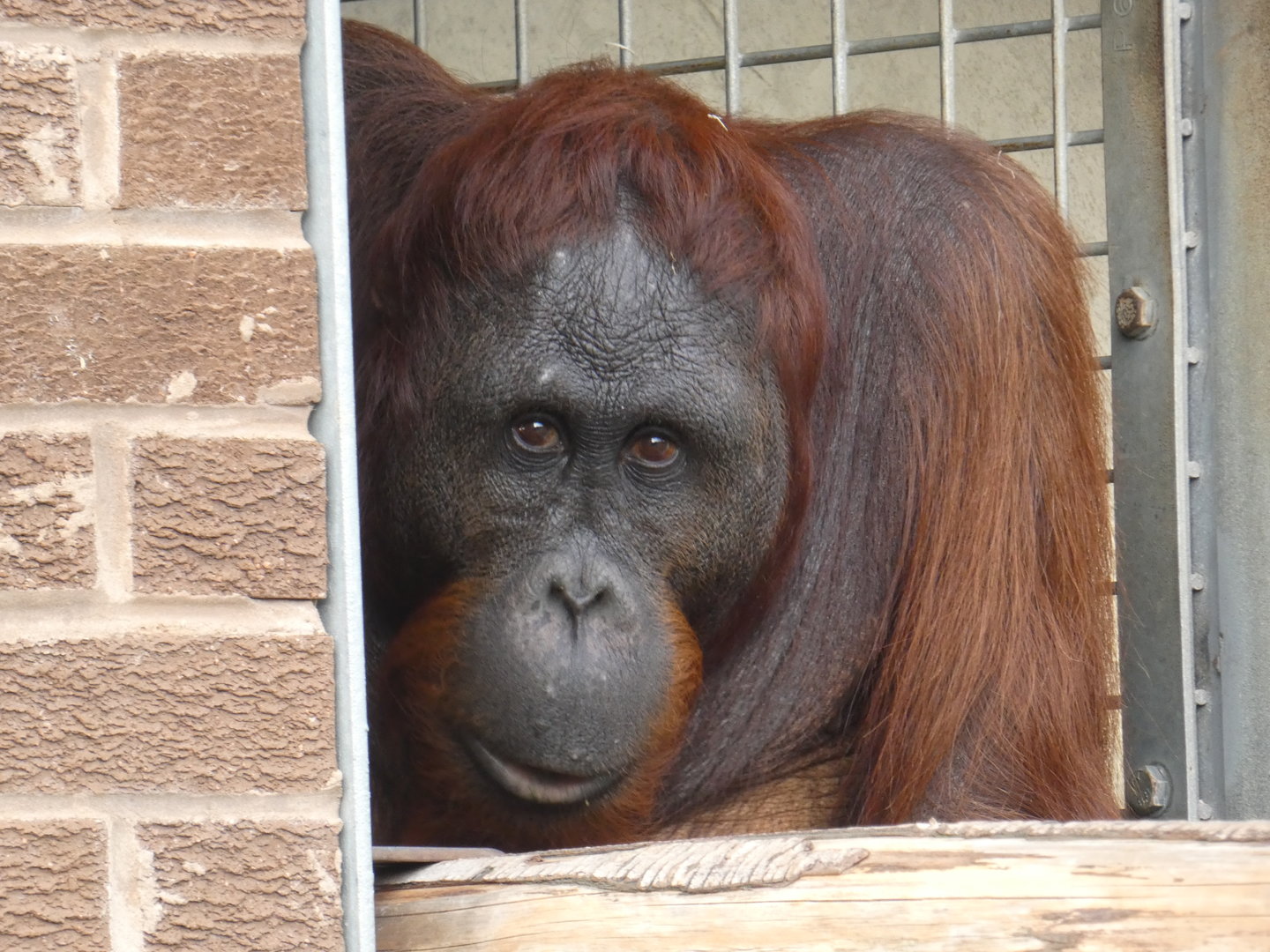 Bornean orangutan 'Kawan'