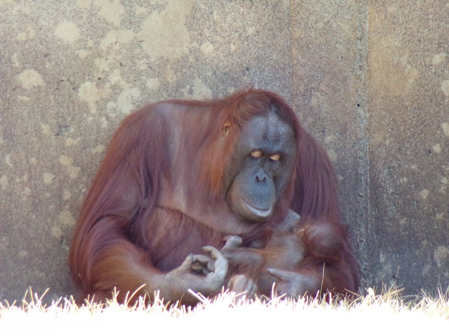 Bornean Orangutan, Khali and her infant Clementine