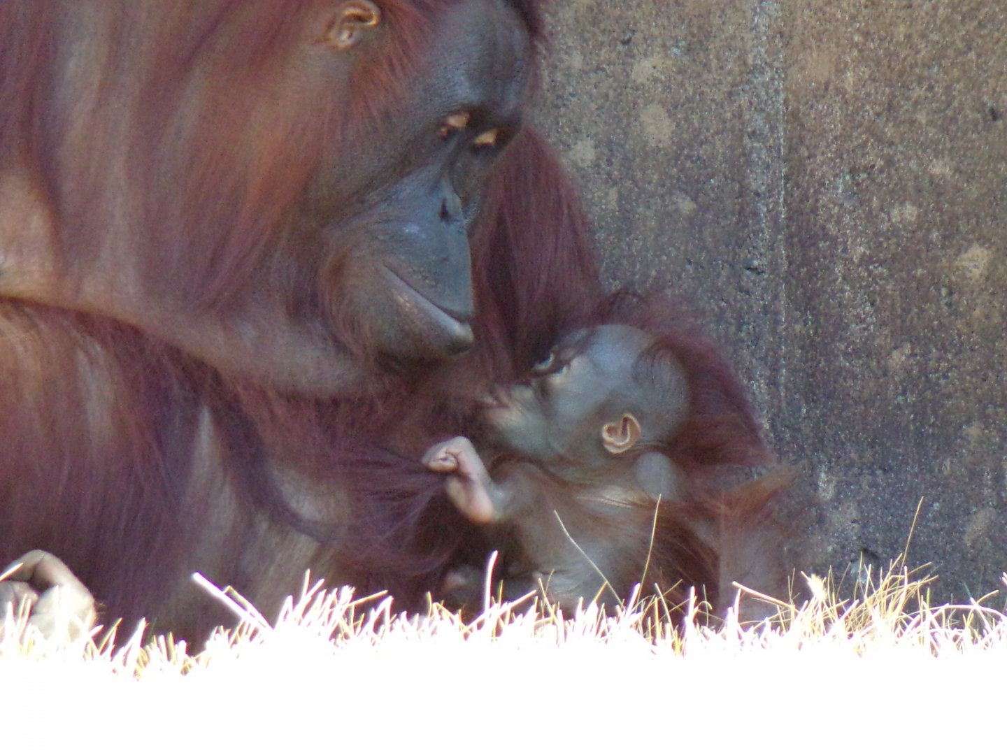 Bornean Orangutan, Khali, and her young infant Clementine