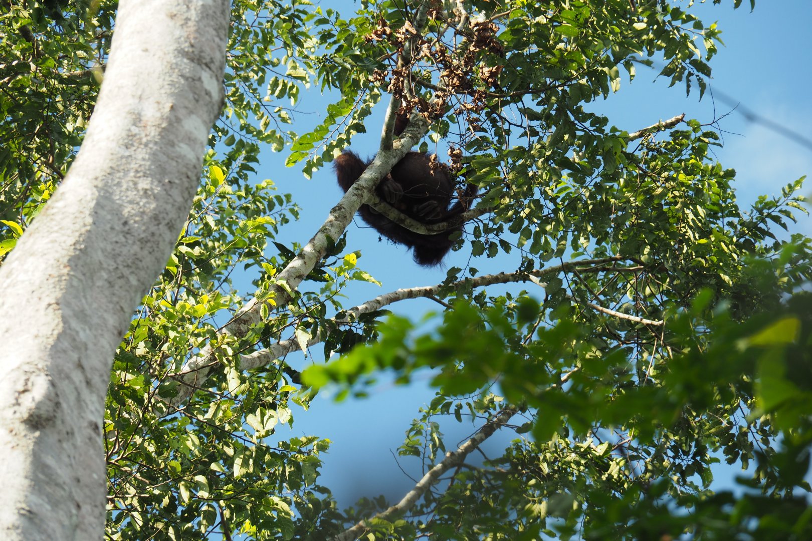 Bornean Orangutan - Kinabatangan River, Sabah, Borneo