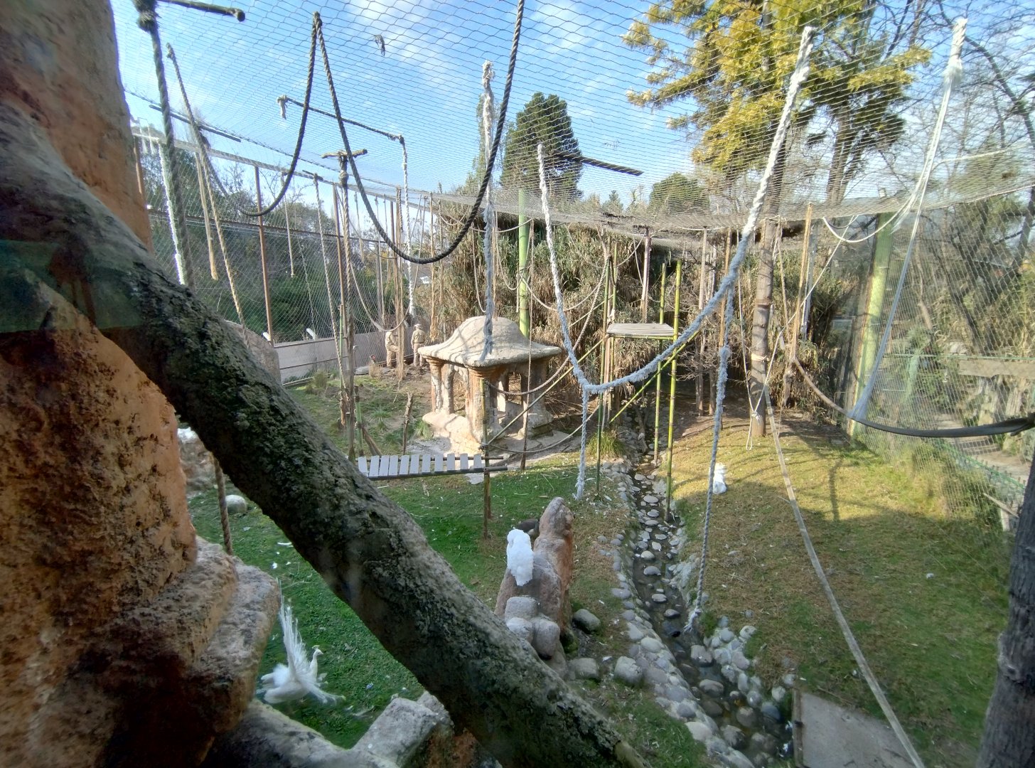 Bornean orangutan/lar gibbon exhibit - Buin zoo