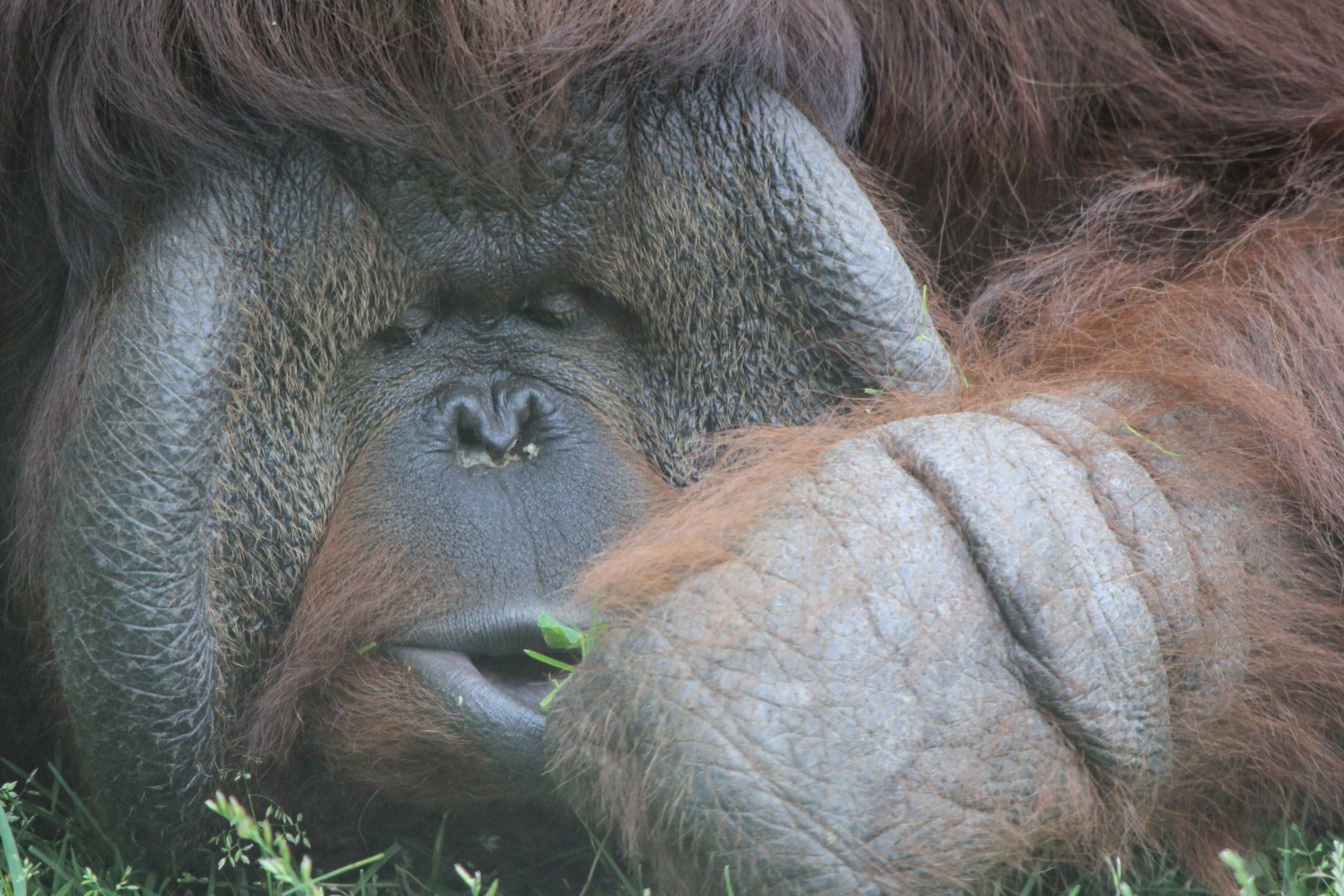 Bornean Orangutan lazily foraging