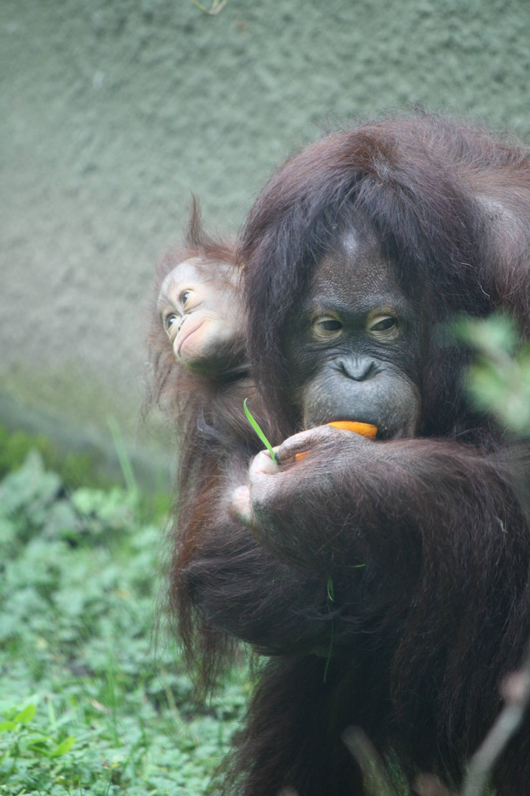 Bornean Orangutan Leia and baby Latifah 21 Nov 2009