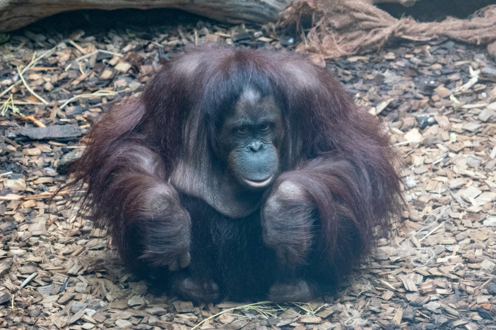 Bornean Orangutan - Leia