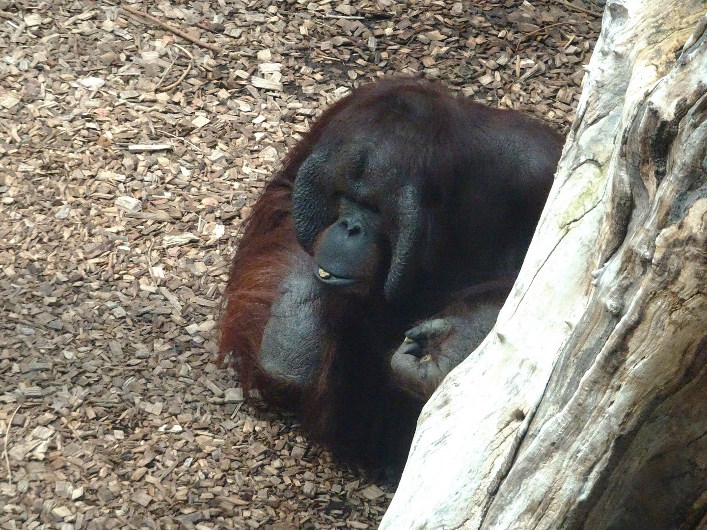 Bornean orangutan male 17 August 2025
