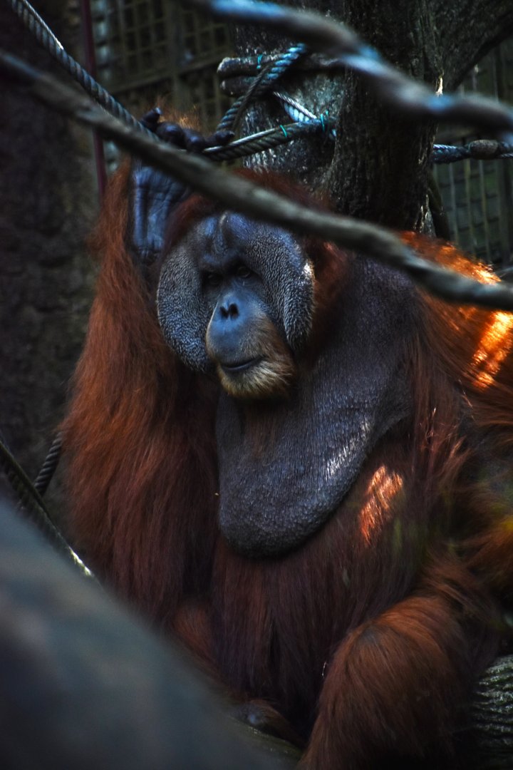 Bornean orangutan male, Pongo pygmaeus