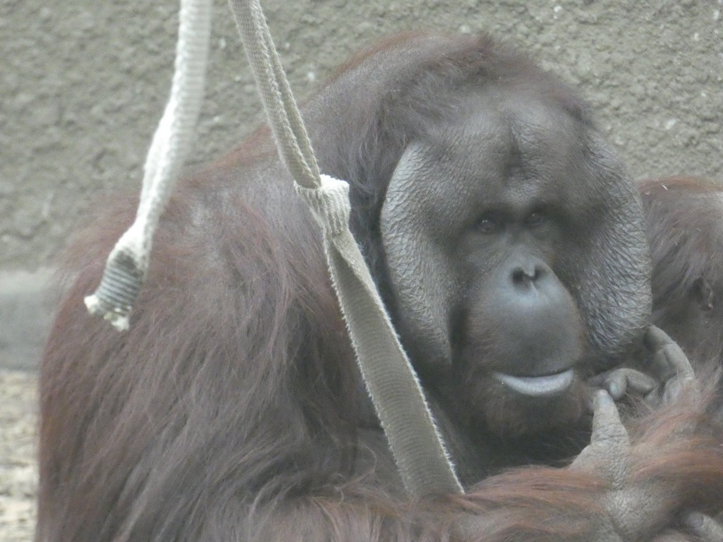 Bornean Orangutan male