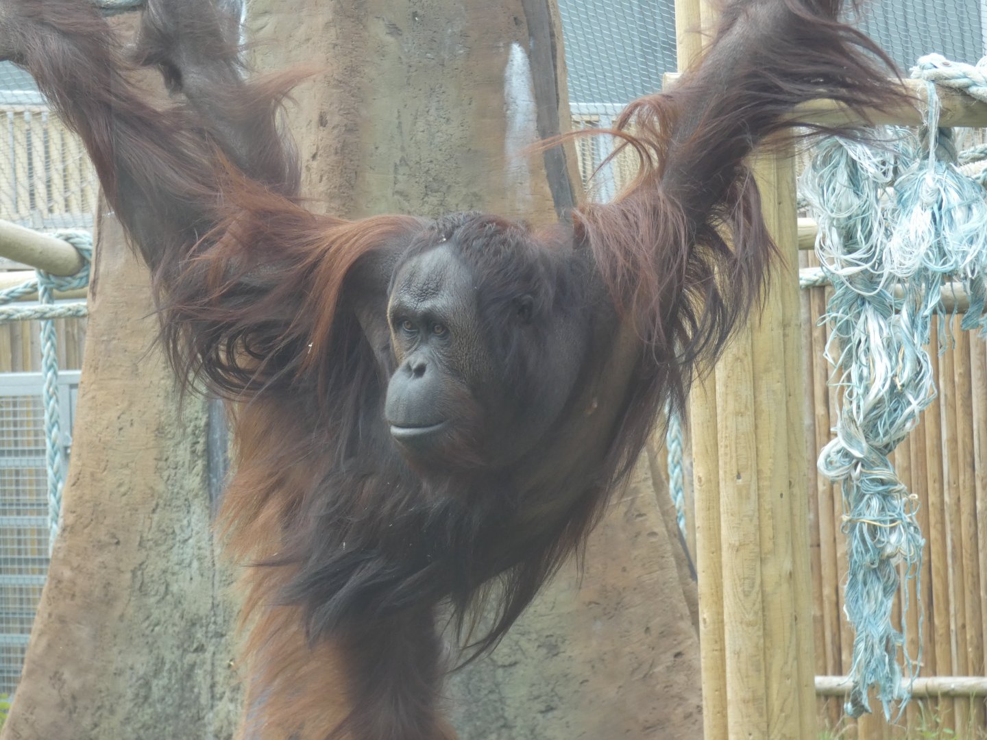Bornean Orangutan male