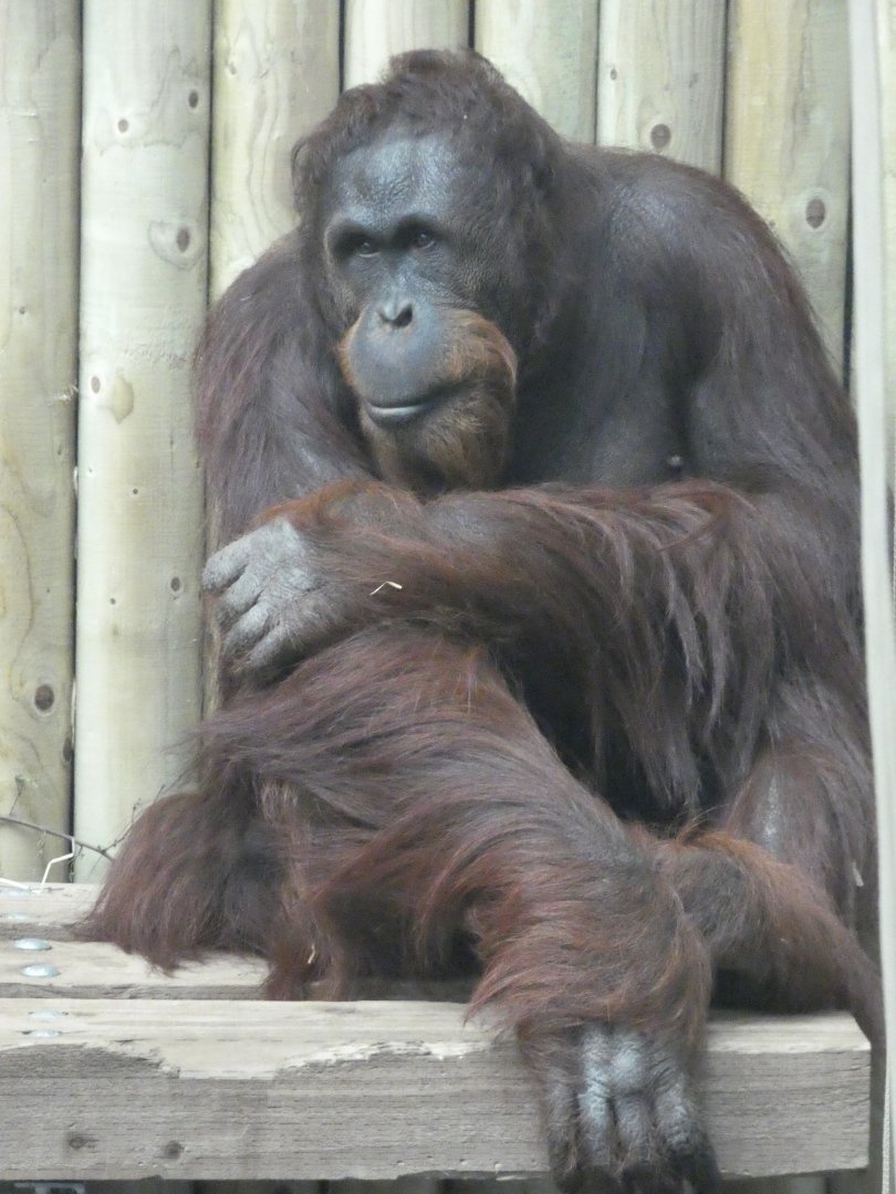 Bornean Orangutan male