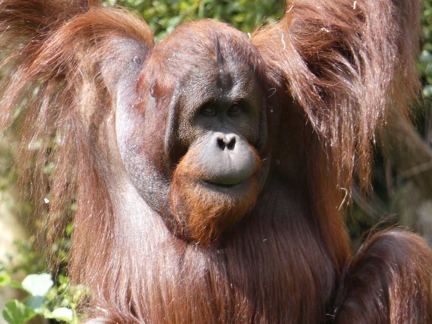 Bornean Orangutan male
