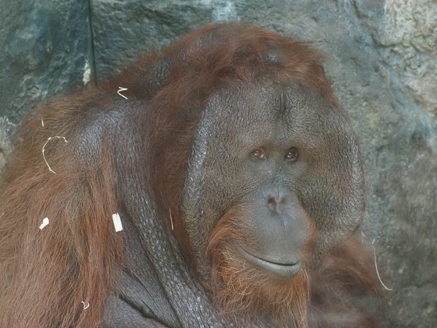 Bornean orangutan male