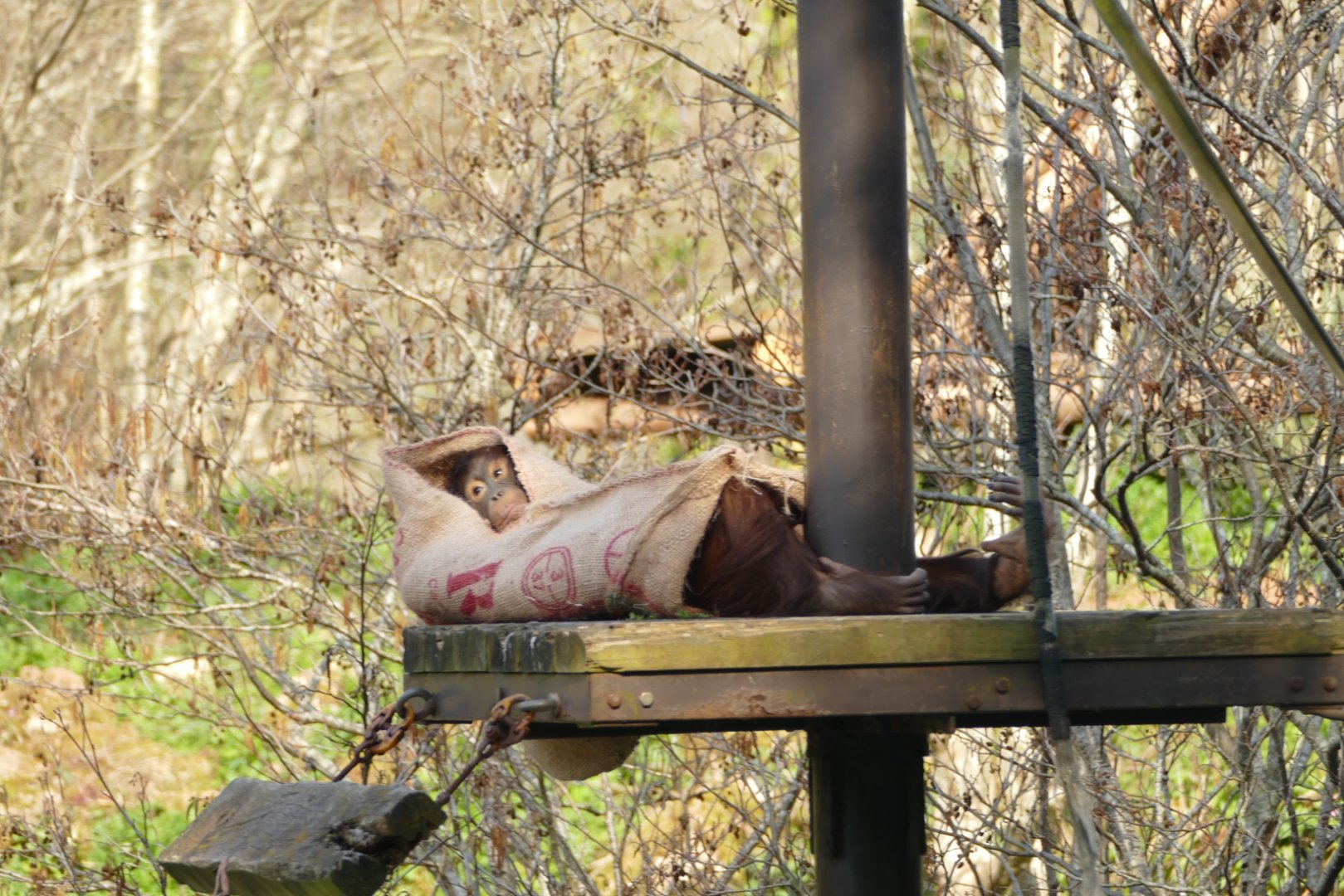 Bornean orangutan, March 2022