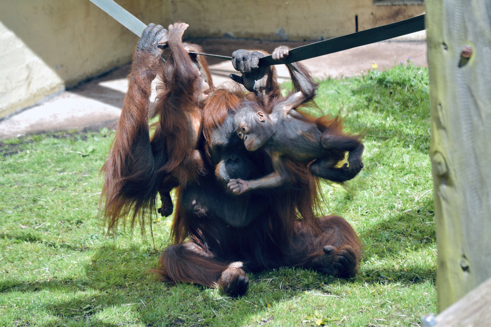 Bornean Orangutan - May 2023