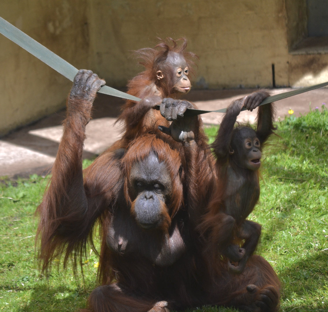 Bornean Orangutan - May 2023