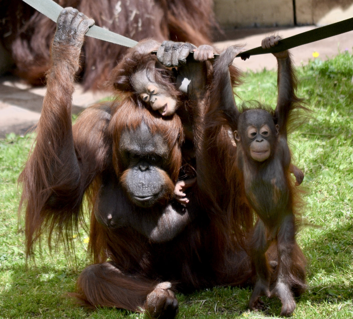Bornean Orangutan - May 2023