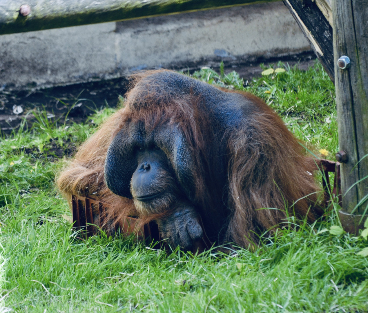Bornean Orangutan - May 2023