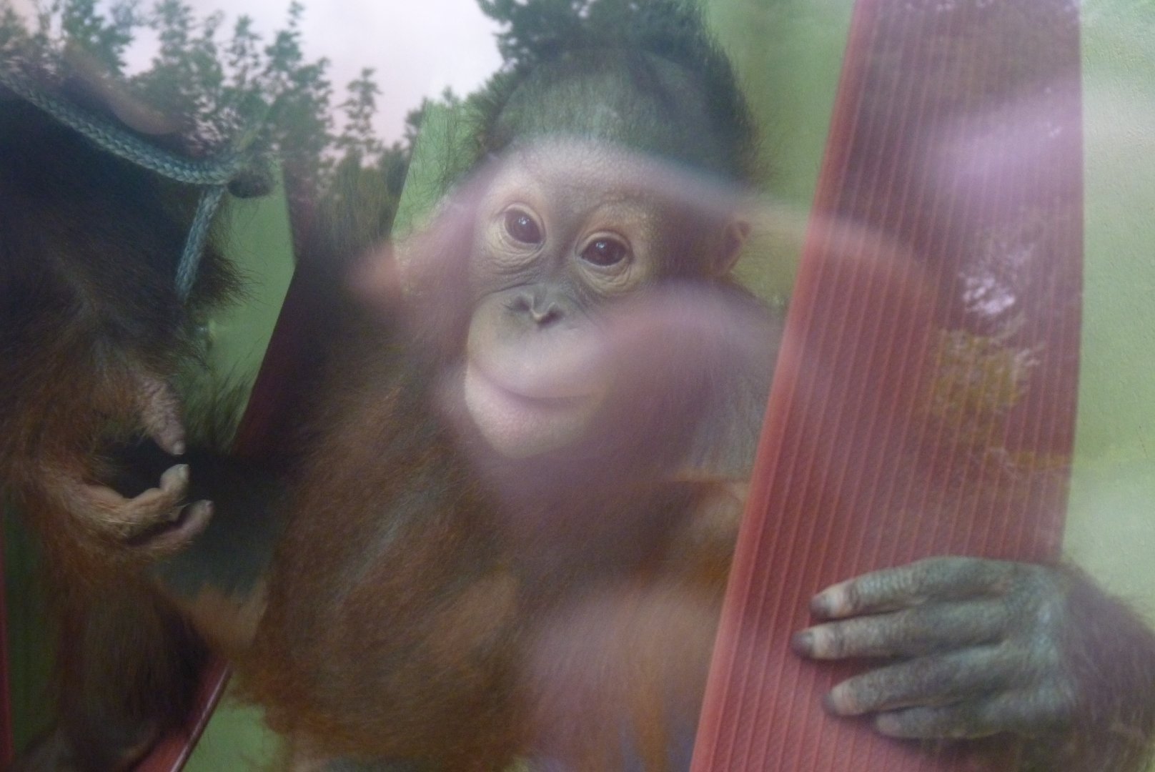 Bornean Orangutan, Mimi/Loren. July 2017