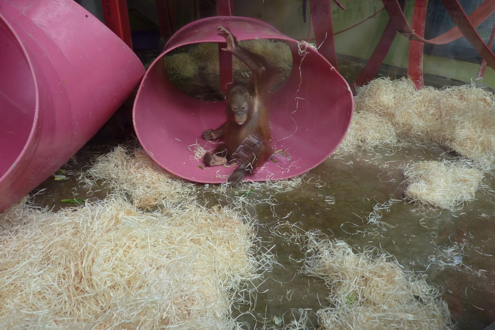 Bornean Orangutan, Mimi/Loren. July 2017