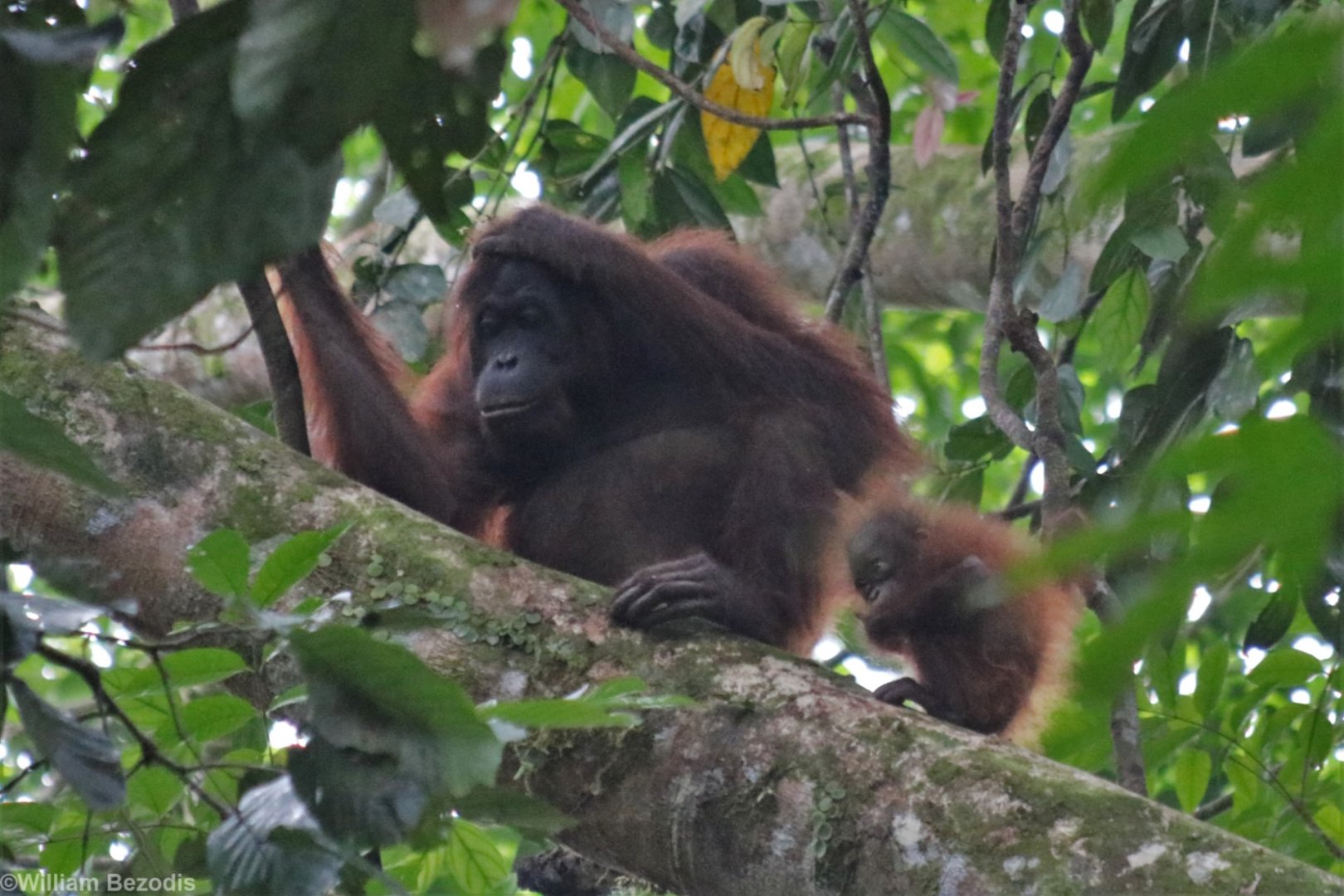 Bornean Orangutan Mother and Baby - Danum Valley