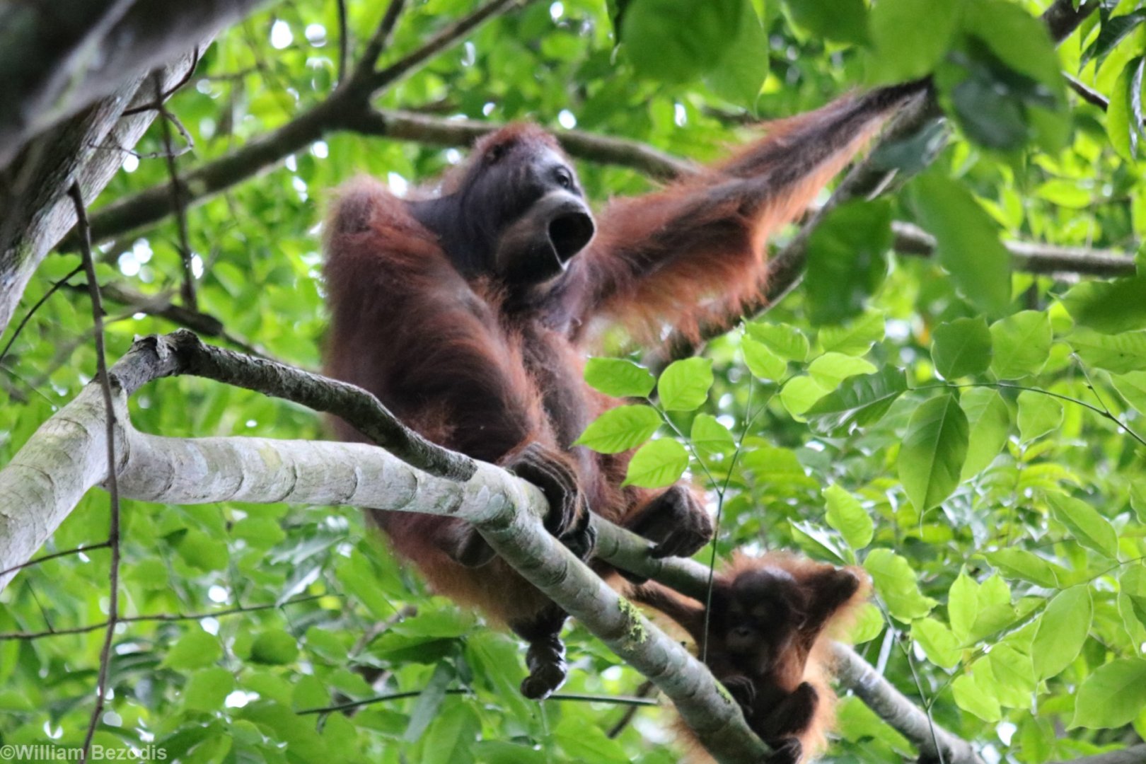 Bornean Orangutan Mother and Baby - Danum Valley