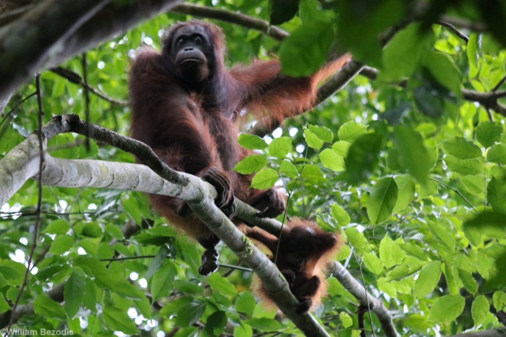 Bornean Orangutan Mother and Baby - Danum Valley