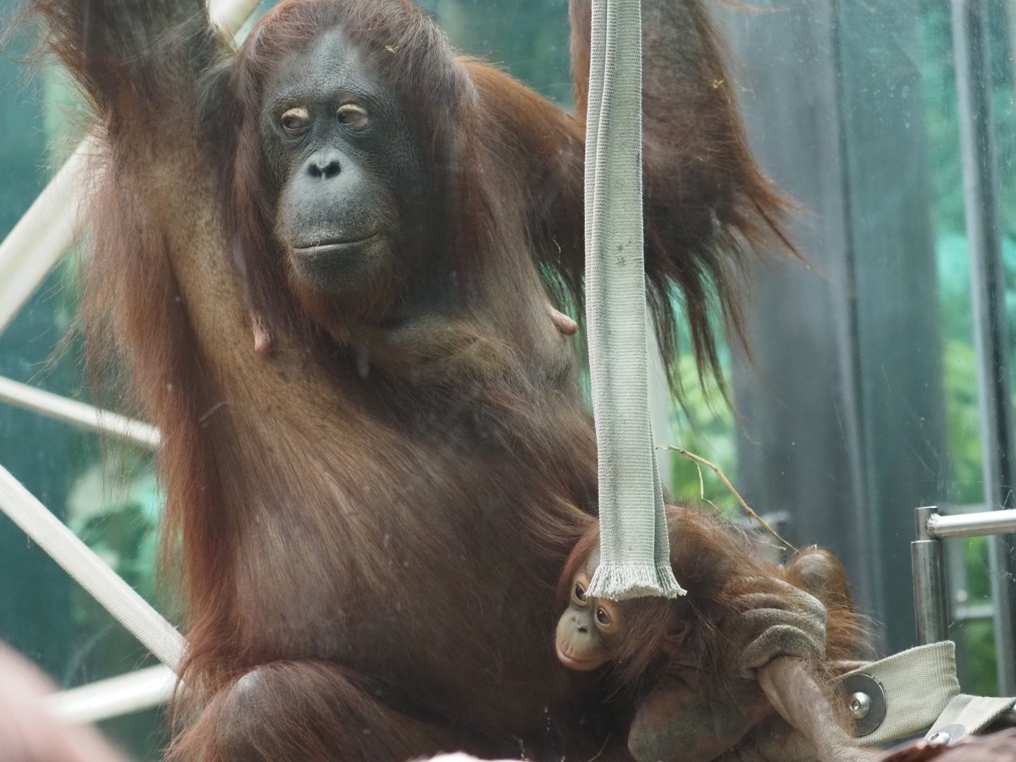 Bornean orangutan mother and baby