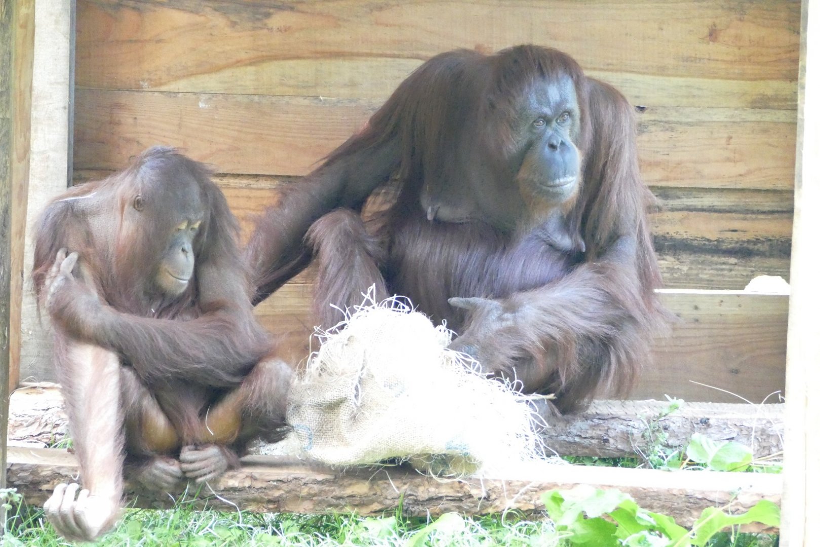 Bornean orangutan mother and daughter, September 2020