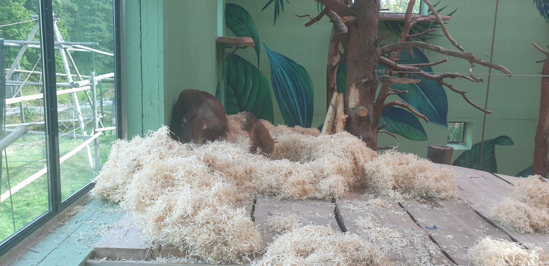 Bornean Orangutan mother with baby