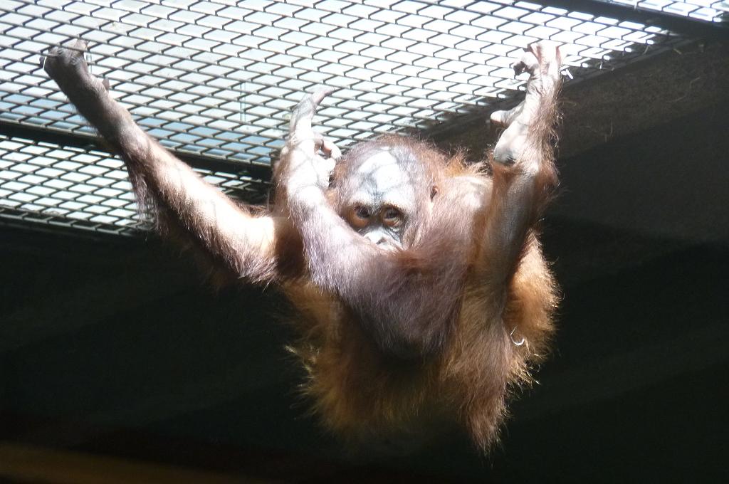 Bornean Orangutan, Mujur, June 2012