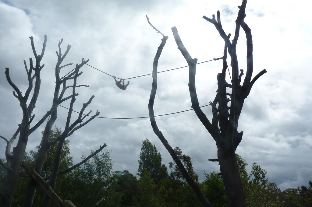 Bornean Orangutan, Mujur, June 2012