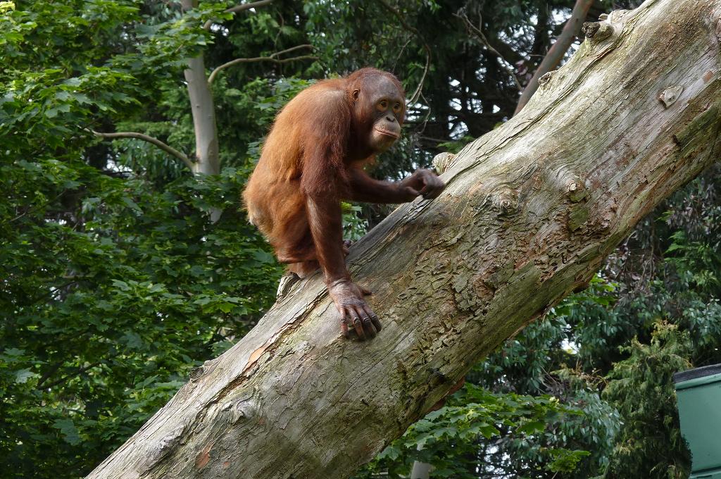Bornean Orangutan, Mujur, June 2012