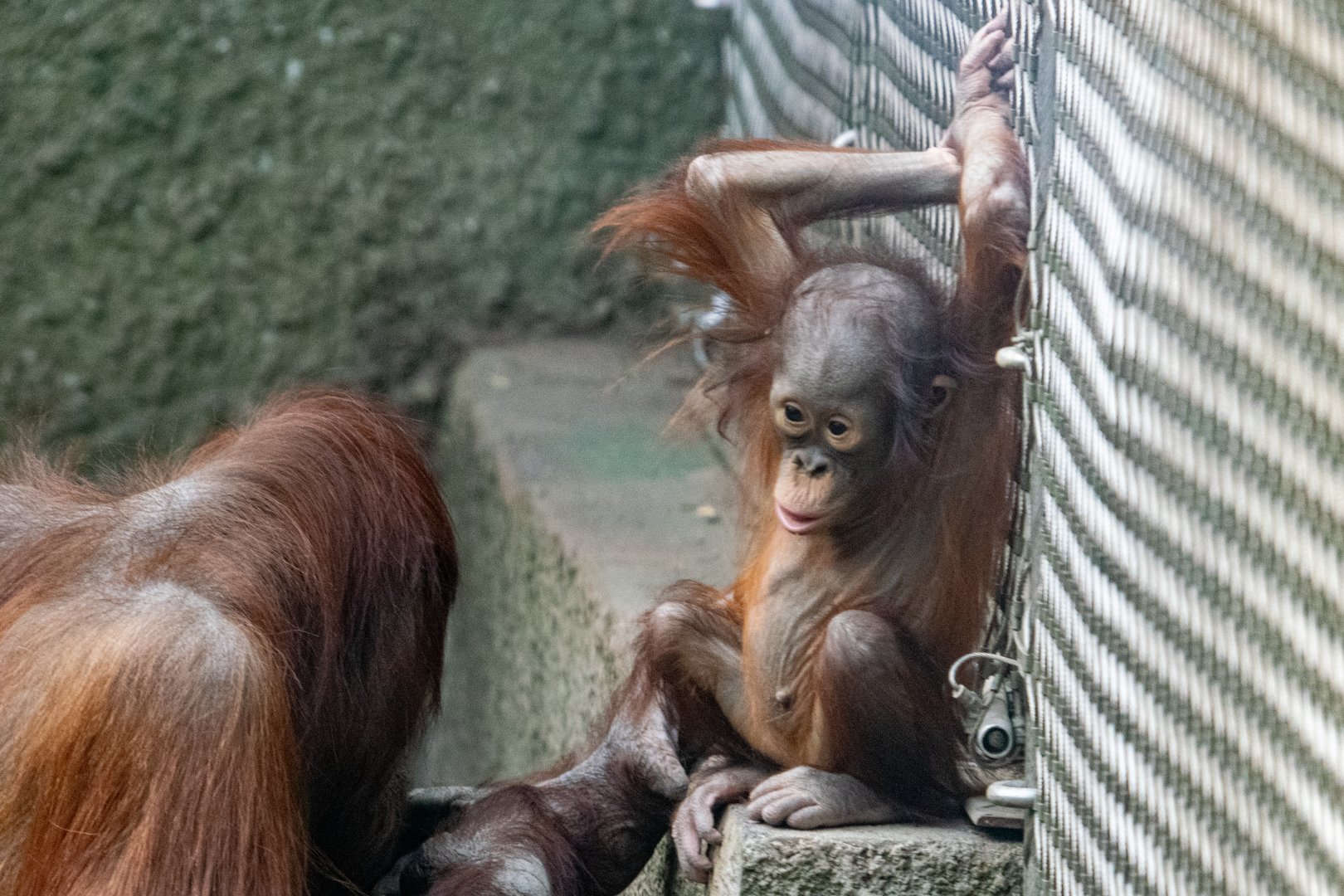 Bornean Orangutan - Myrtle