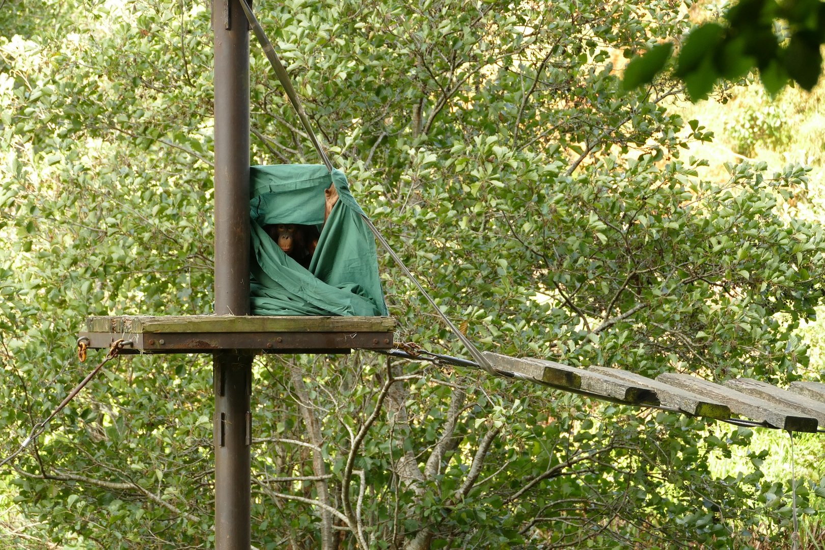 Bornean Orangutan, Natalia. October 2022