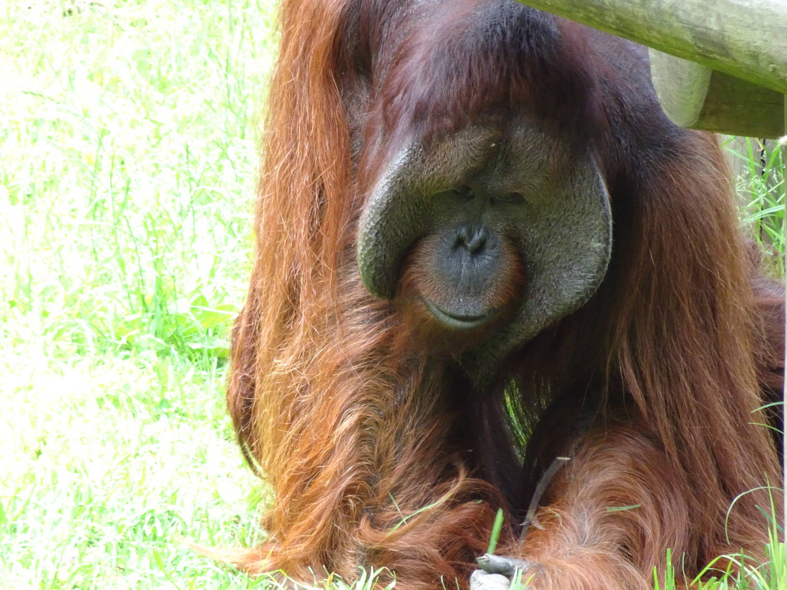 Bornean Orangutan, November 2015