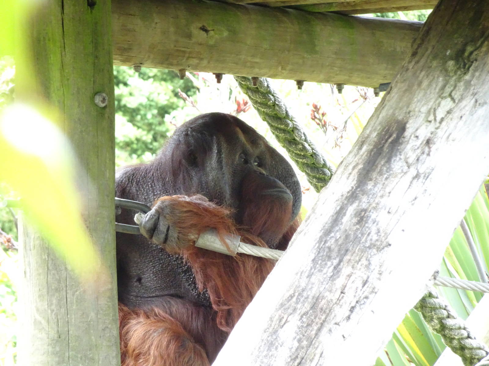 Bornean Orangutan, November 2015