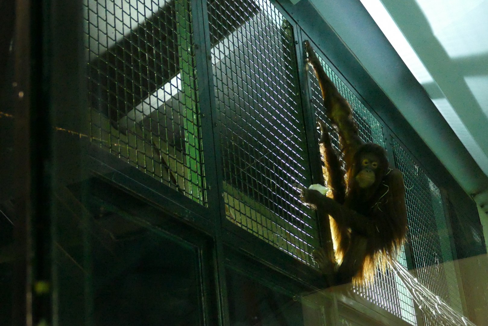 Bornean orangutan, October 2021
