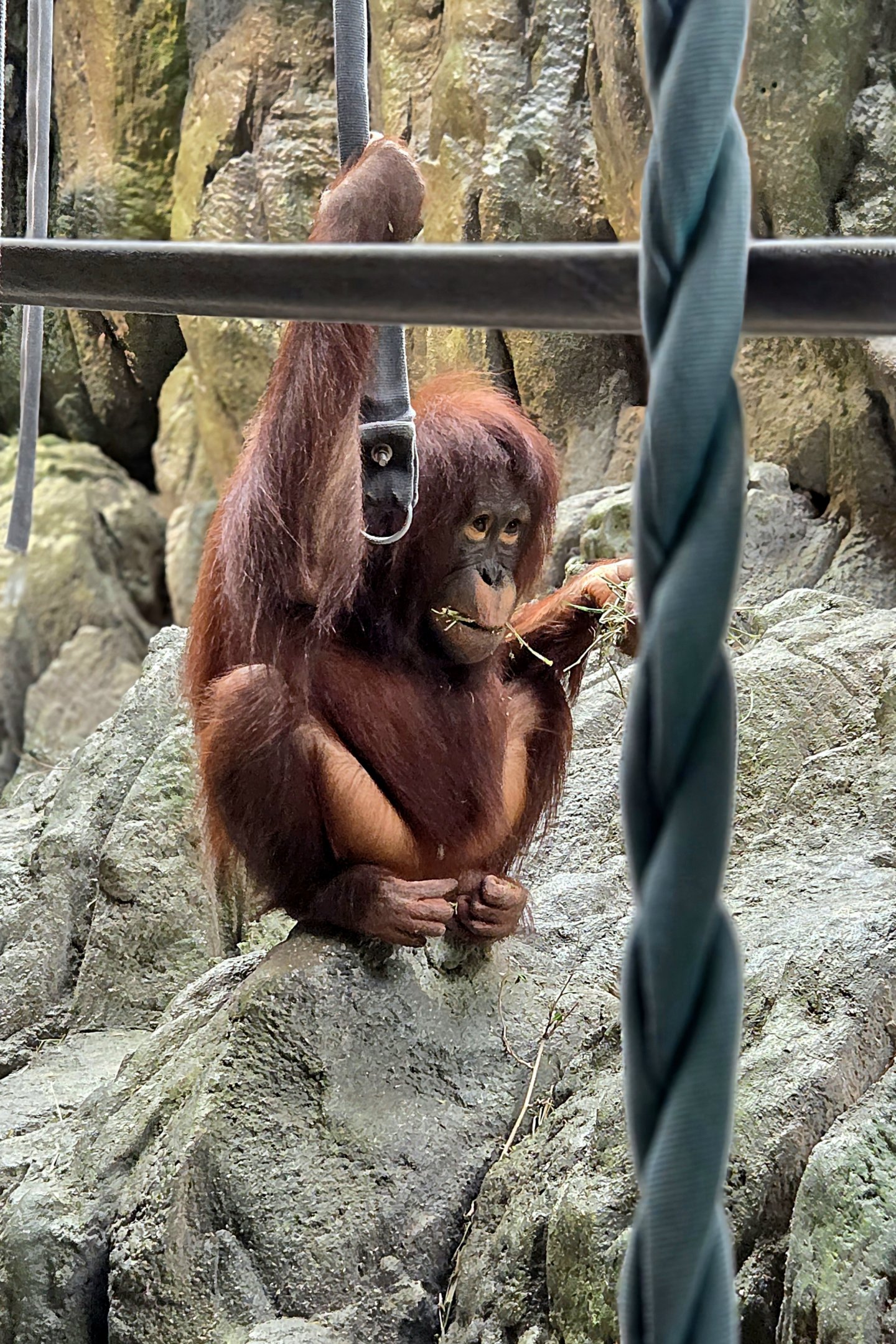 Bornean Orangutan-Omaha's Henry Doorly Zoo