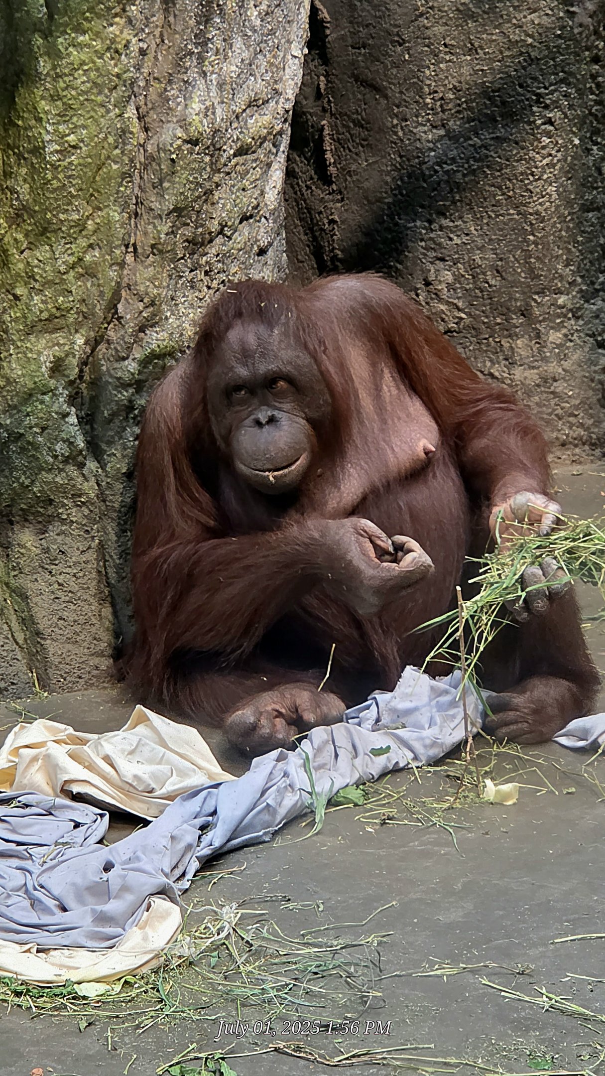 Bornean Orangutan-Omaha's Henry Doorly Zoo