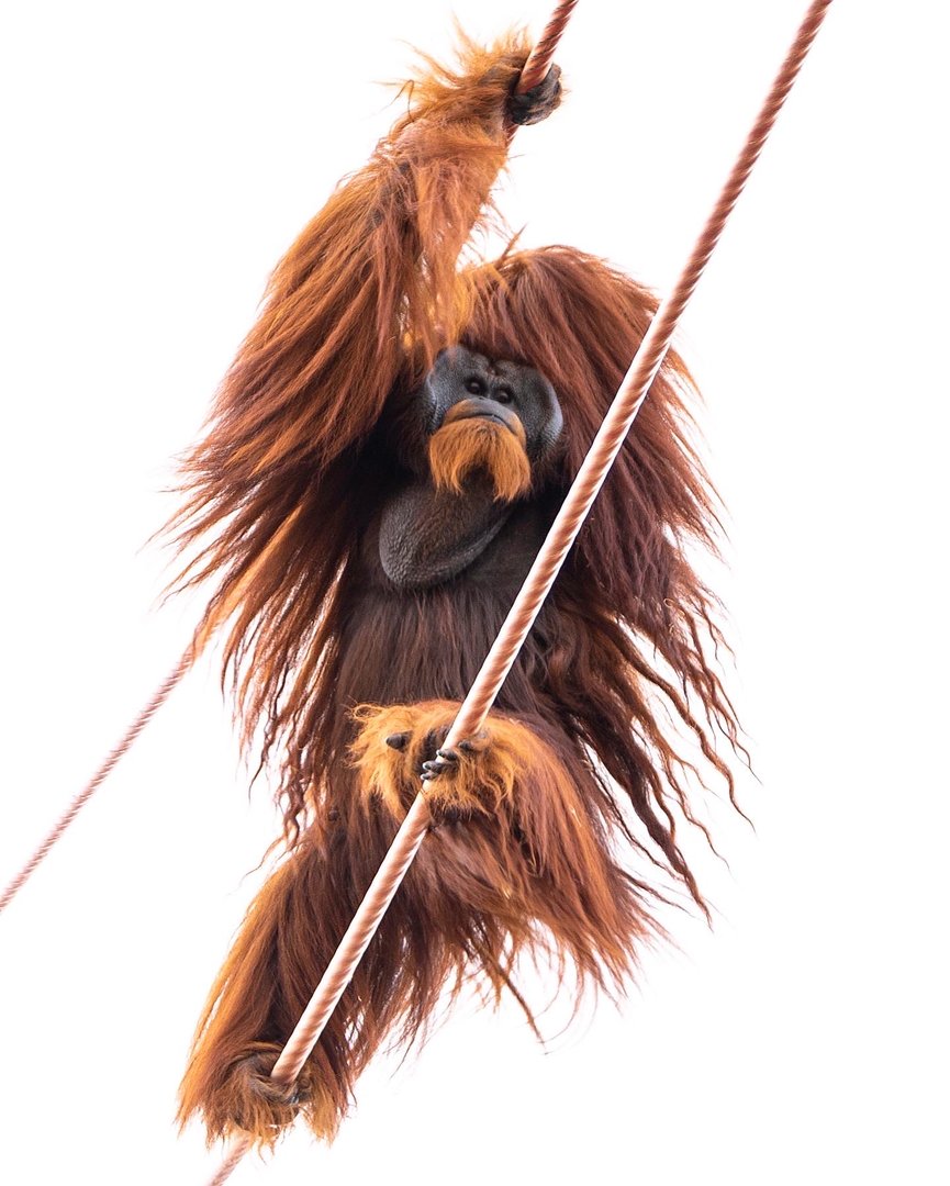Bornean Orangutan on O-Line
