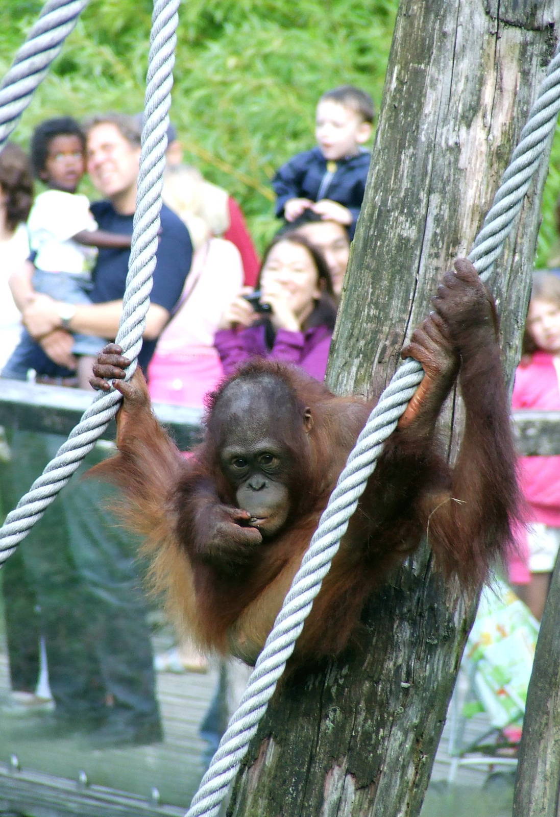 Bornean Orangutan, Orangseum