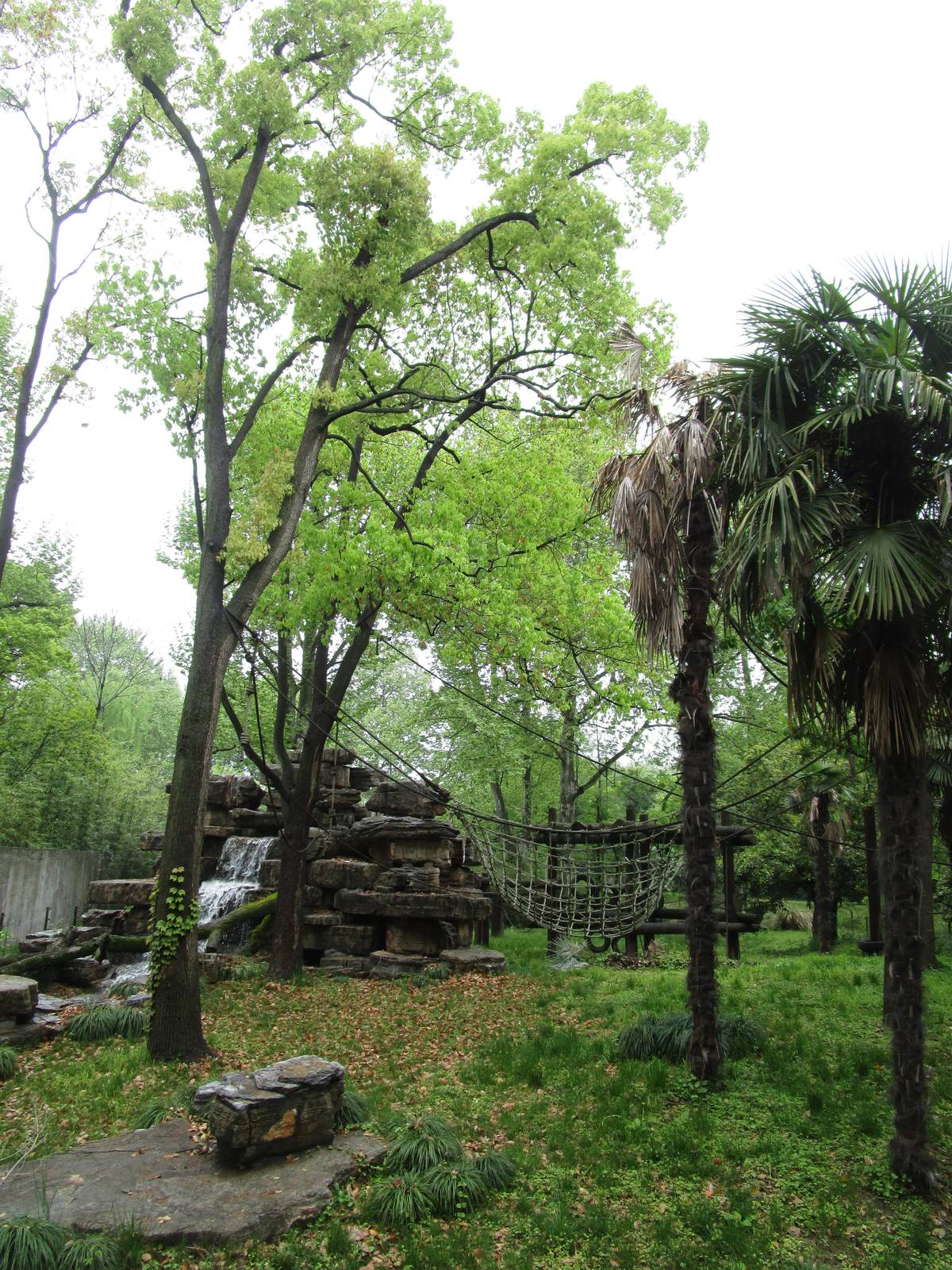 Bornean Orangutan Outdoor Enclosure - 16/04/2016