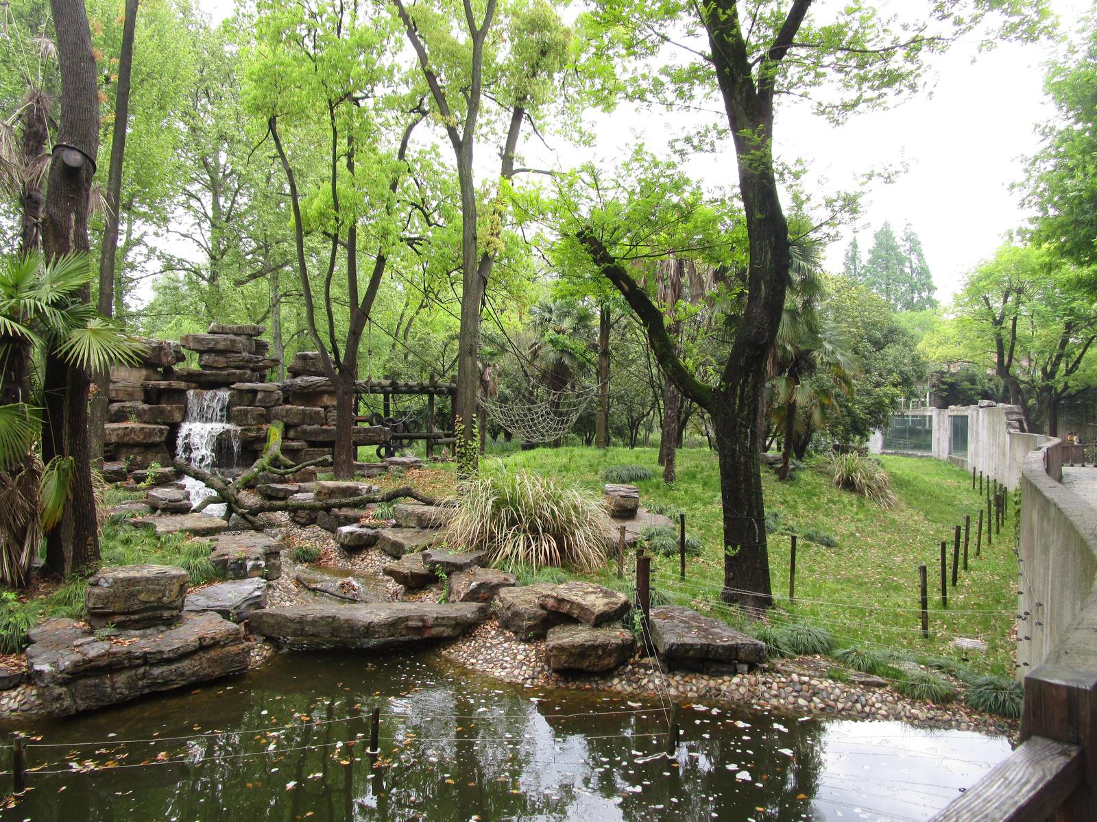 Bornean Orangutan Outdoor Enclosure - 16/04/2016