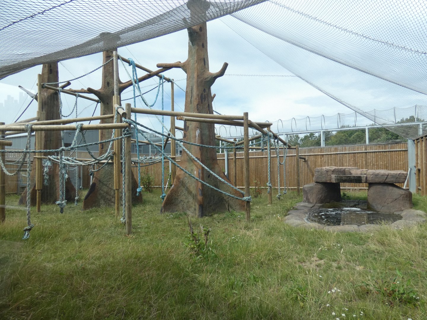 Bornean Orangutan outdoor enclosure (2)