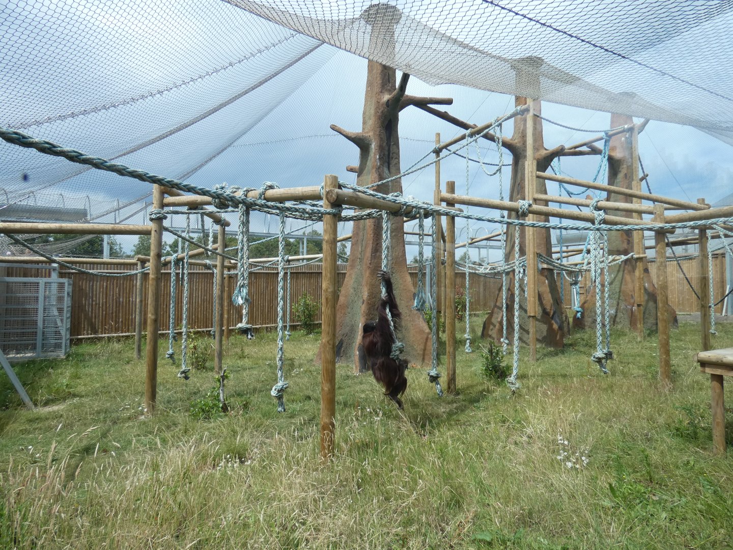Bornean Orangutan outdoor enclosure (3)