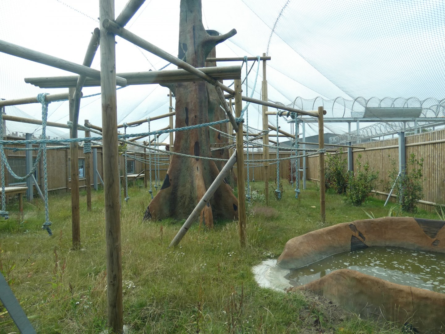 Bornean Orangutan outdoor enclosure