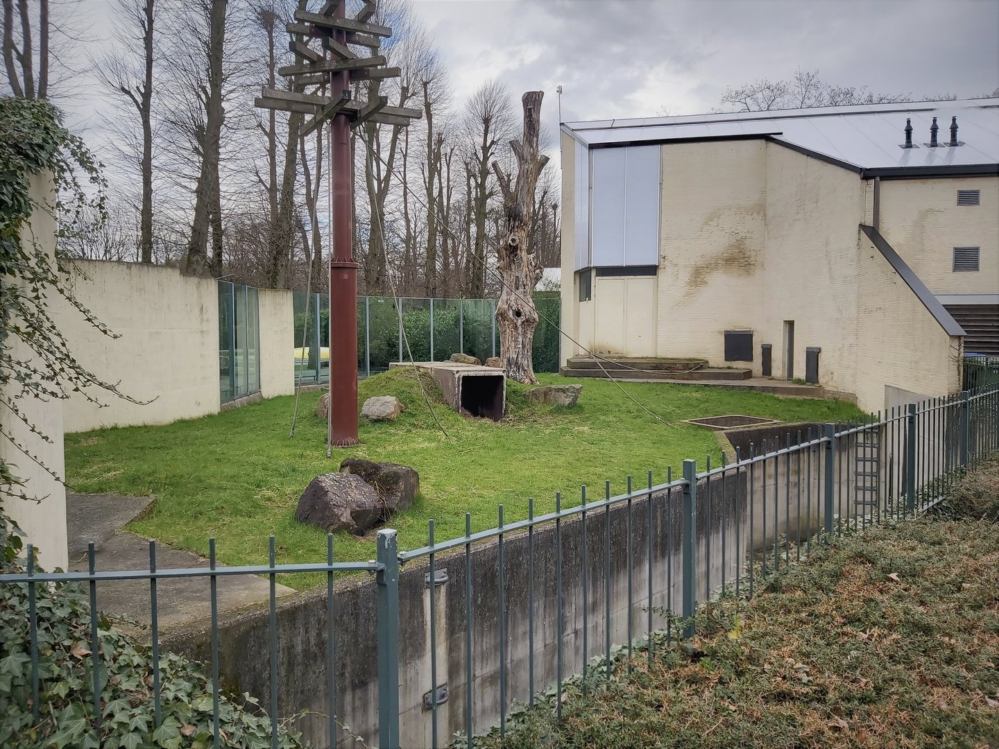 Bornean orangutan outdoor enclosure