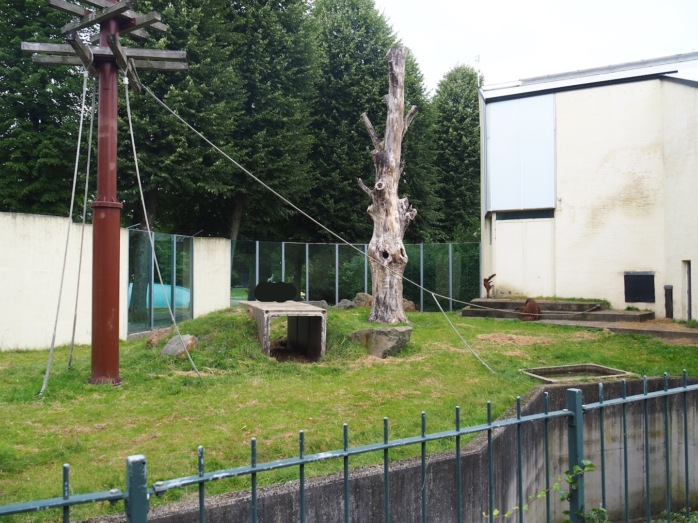 Bornean orangutan outdoor exhibit, 2023-08-17